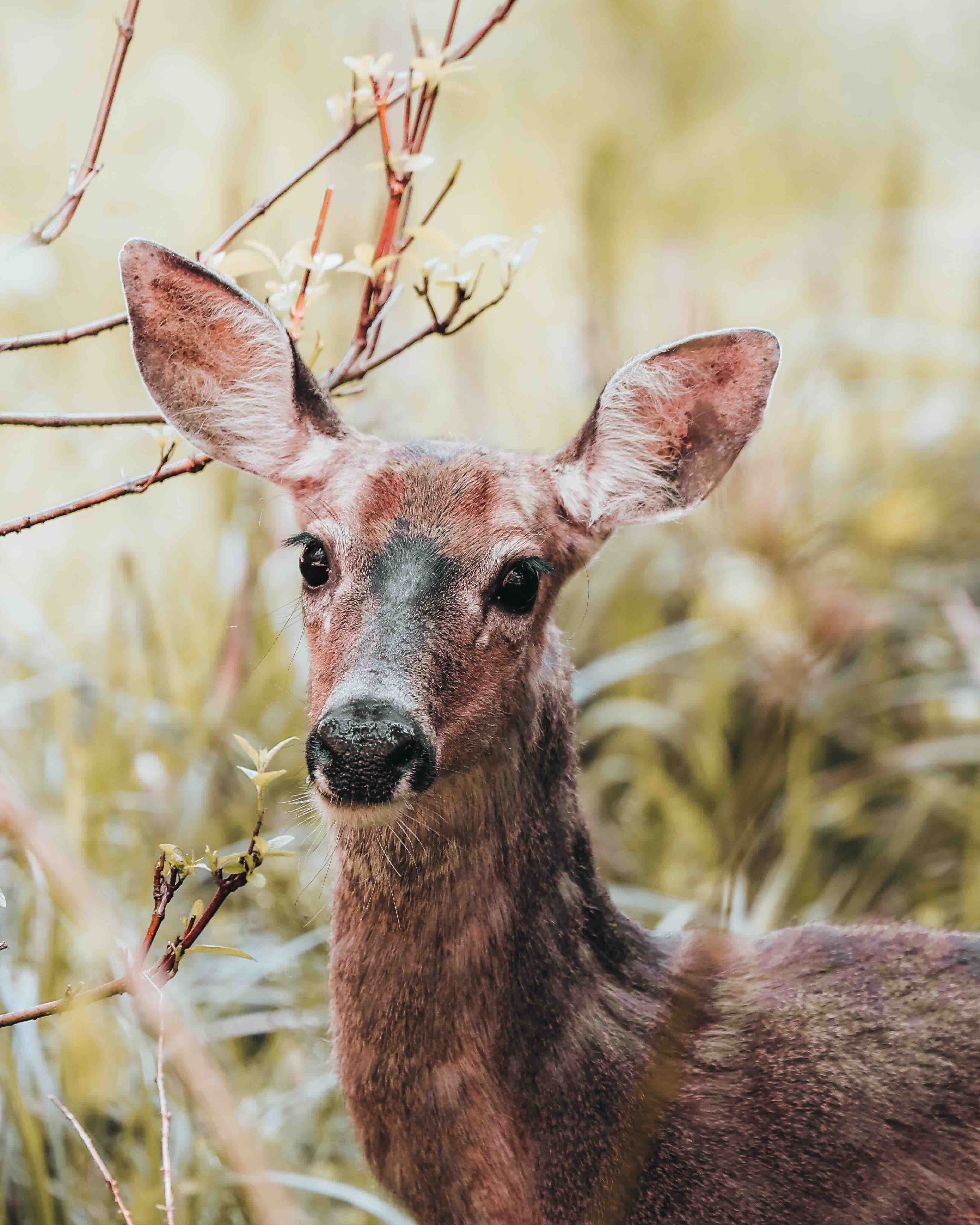 olympic-deer-1.jpeg