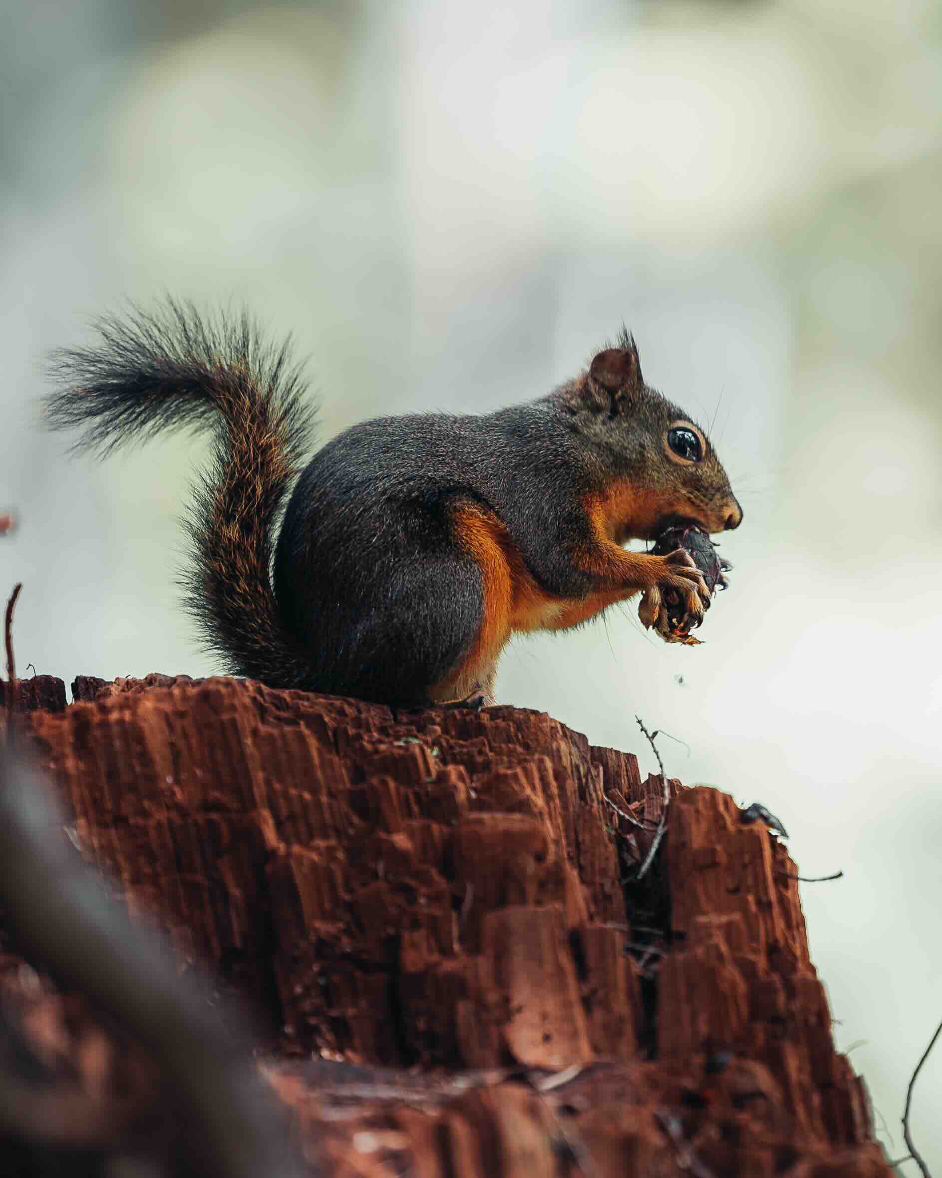 olympic-squirrel-1.jpeg