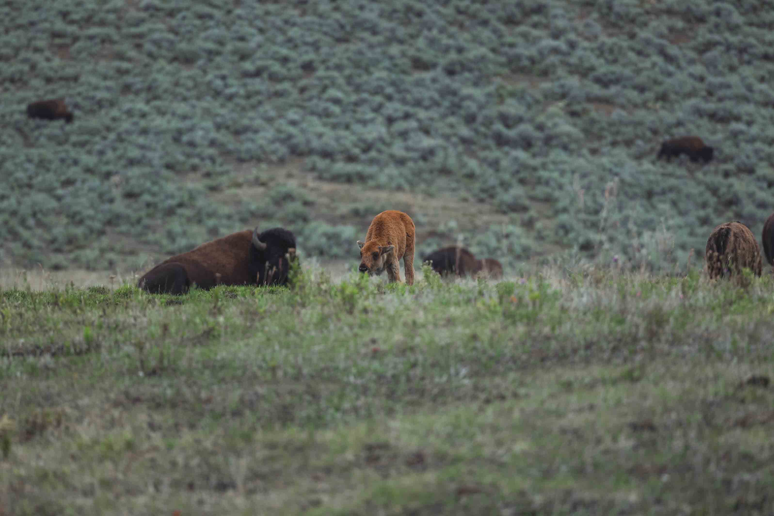 yellowstone-calf-1.jpg