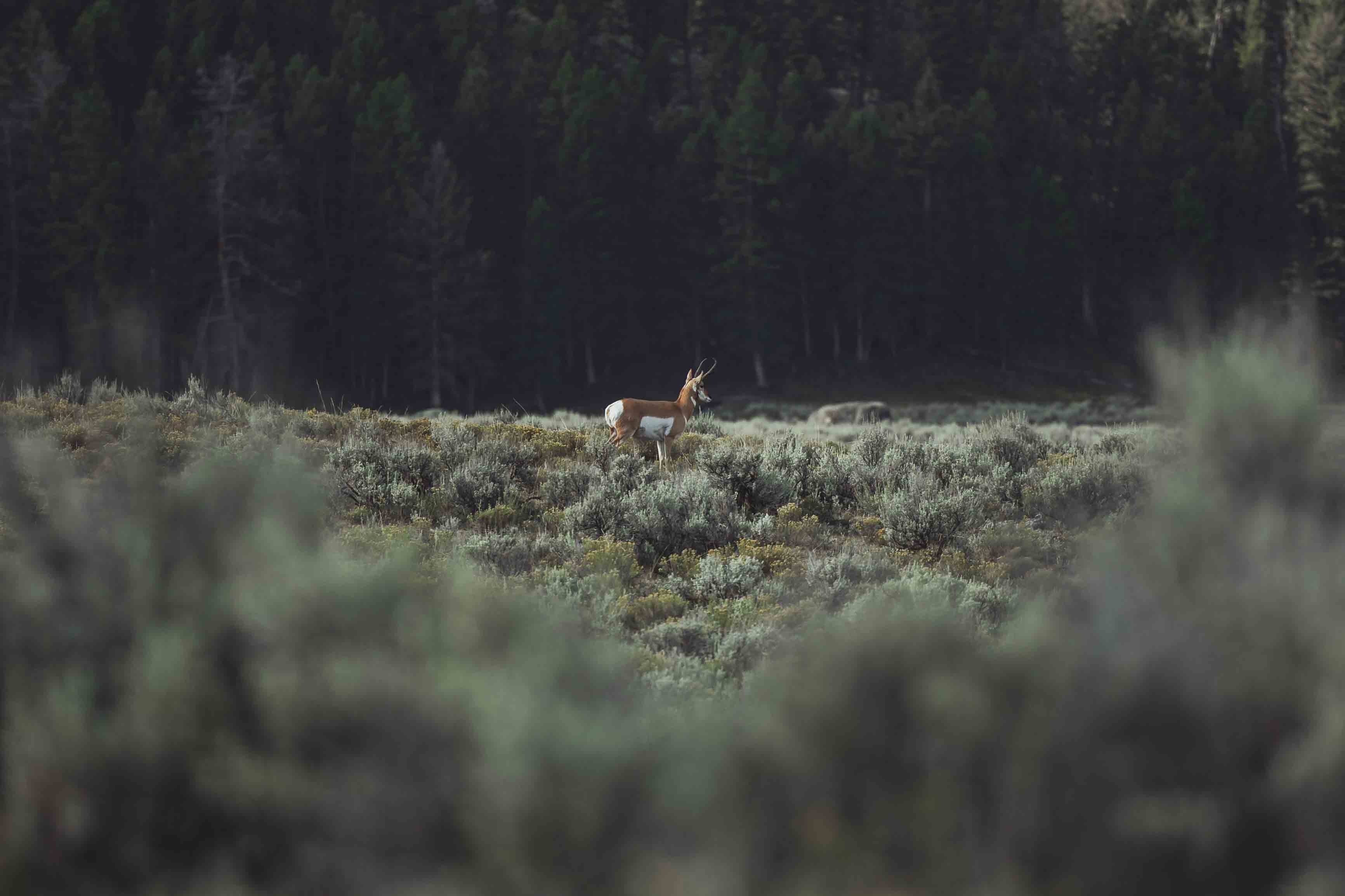 yellowstone-pronghorn-1.jpg